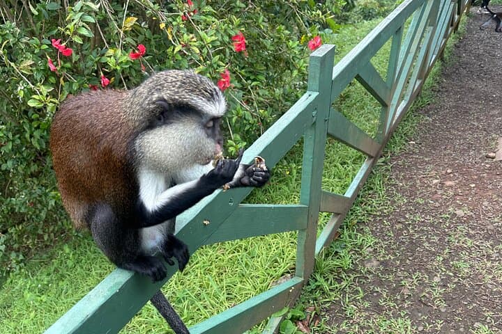 Grenada Spice, Chocolate & Waterfall Day Tour — Grand Etang to Annandale
