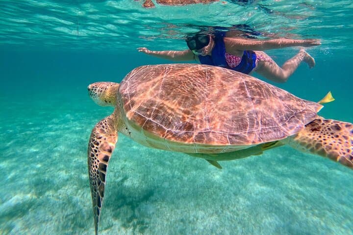 Tulum Ruins, Akumal Sea Turtles & Cenote Swim: Private Snorkel Tour photo 5