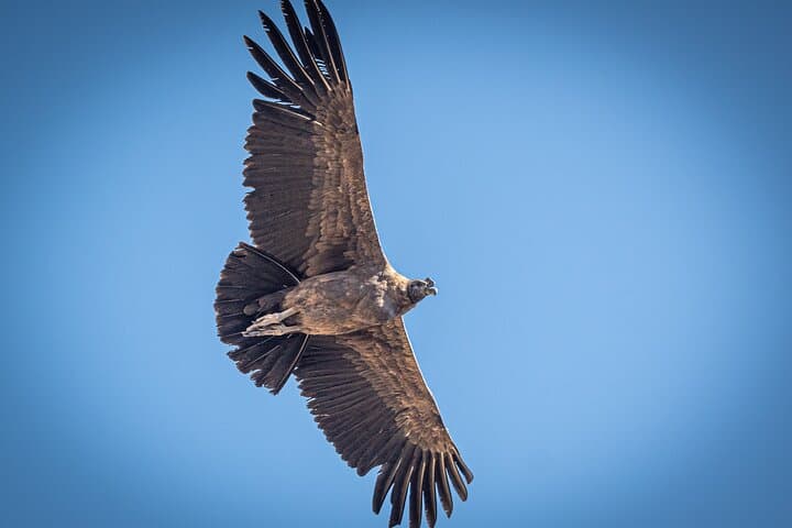 Colca Experiential Full Day: Condors, Terraces & Andean Village Life photo 3