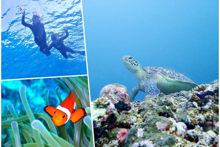 Blue Cave & Turtle Point Snorkeling — Ishigaki's Best Shallow Reefs photo 2