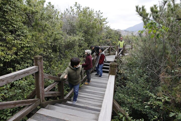 Sakurajima Volcano Walk and Camellia Oil Workshop — Kagoshima Experience photo 3