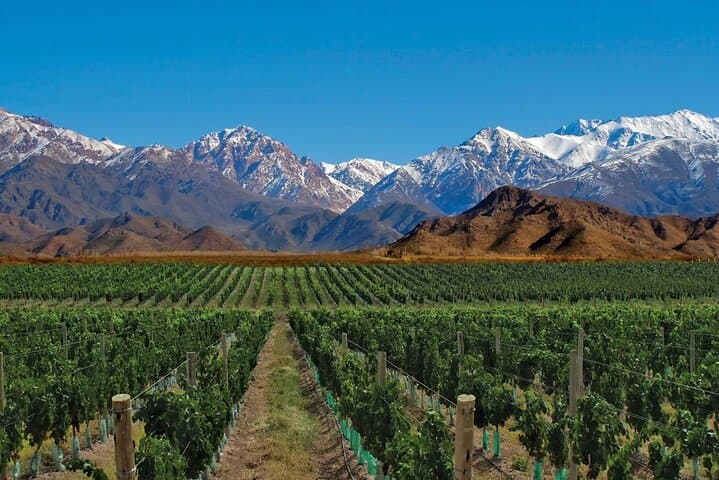 Horseback Riding Through Mendoza Vineyards with Tupungato Views and Wine Tasting photo 3
