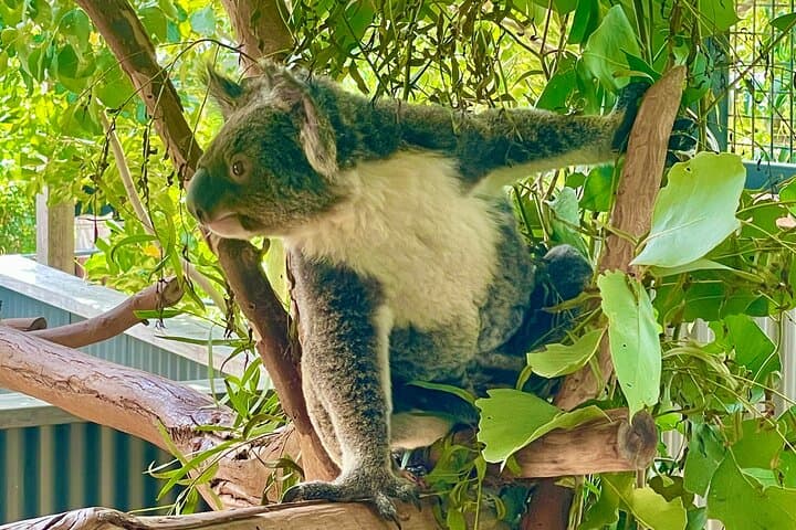 Blue Mountains & Sydney Zoo Day Trip — Scenic World, Three Sisters & Koalas photo 2
