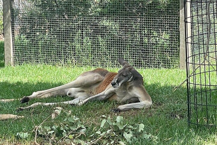 Blue Mountains & Sydney Zoo Day Trip — Scenic World, Three Sisters & Koalas photo 3