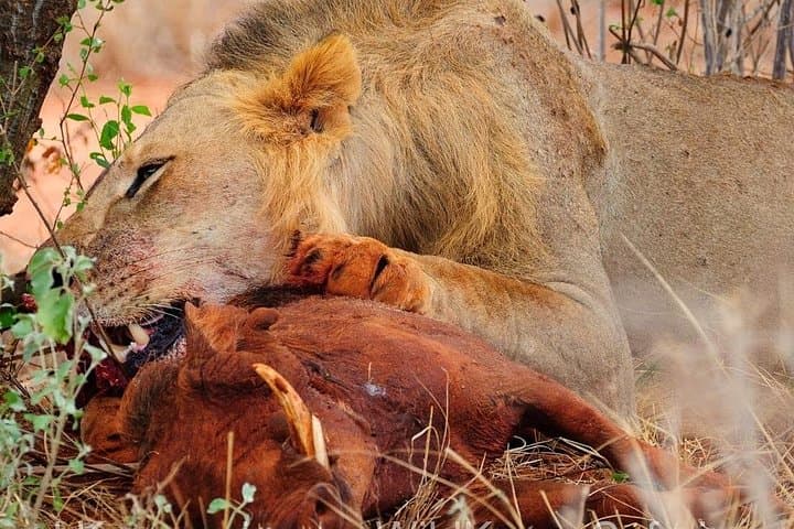 2-Day Private Tsavo East Safari from Mombasa — Game Drives & Overnight Lodge photo 3