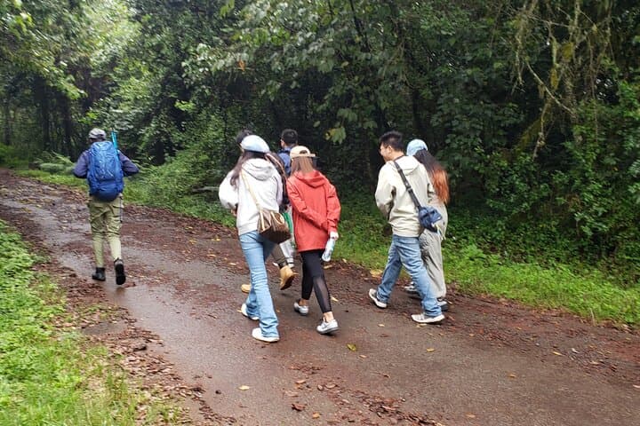 Marangu Route Day Hike on Kilimanjaro — Rainforest Trails to Maundi Crater Views photo 2