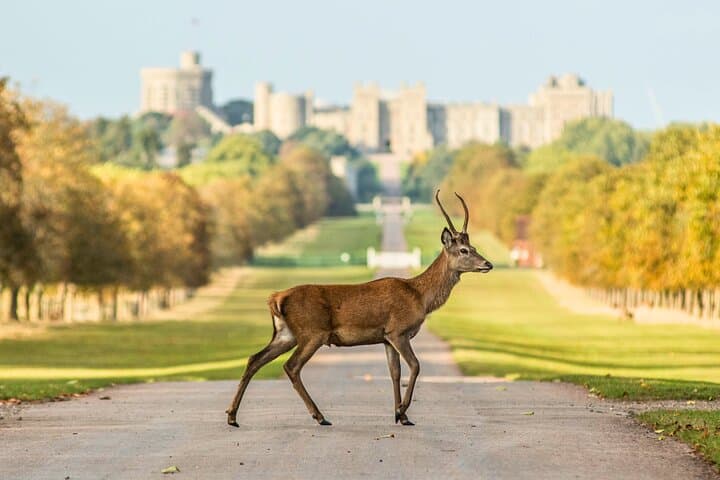 Archaeologist-Led Private Stonehenge & Windsor Castle Tour from London photo 5