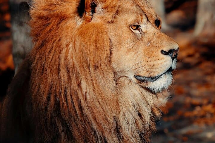 Mikumi National Park: 2-Day Safari from Dar es Salaam