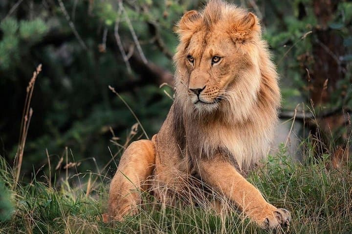 Nairobi National Park Half-Day Safari: City-Edge Game Drive photo 2