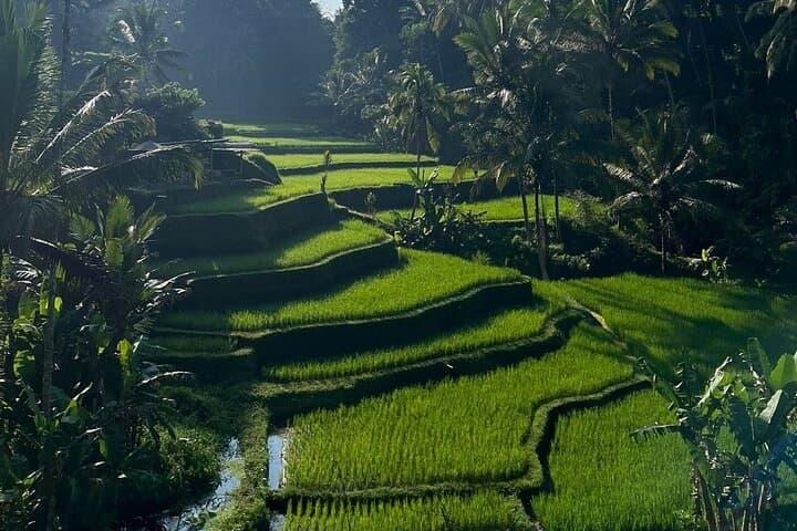 All-Inclusive Ubud Day Tour: Tegalalang Rice Terraces, Waterfalls & Tirta Empul photo 4