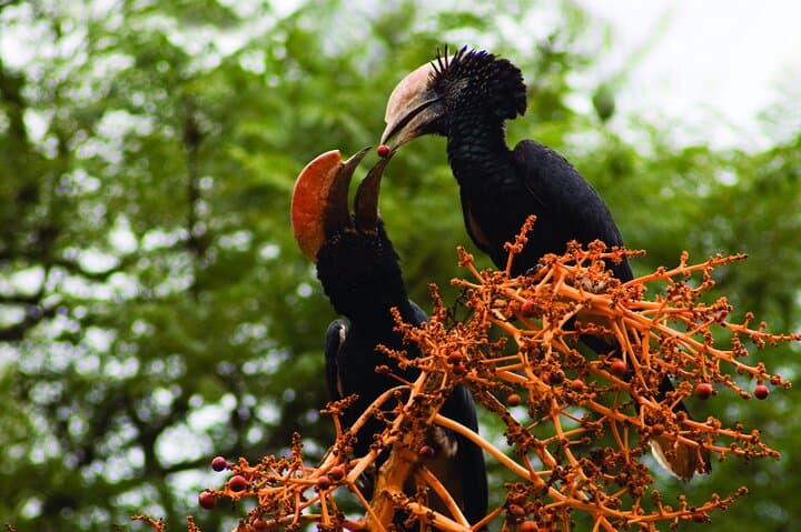 Explore Nairobi National Park: A Half-Day Bird-Watching Adventure Near the City photo 2