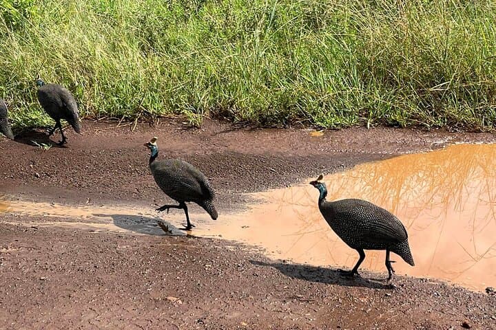 Explore Nairobi National Park: A Half-Day Bird-Watching Adventure Near the City