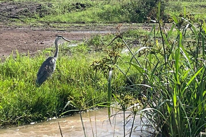 Explore Nairobi National Park: A Half-Day Bird-Watching Adventure Near the City photo 3
