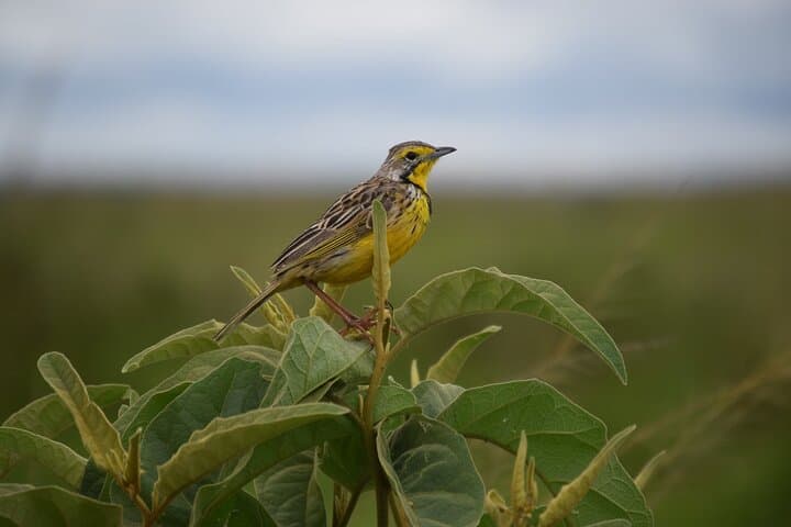 Explore Nairobi National Park: A Half-Day Bird-Watching Adventure Near the City photo 4