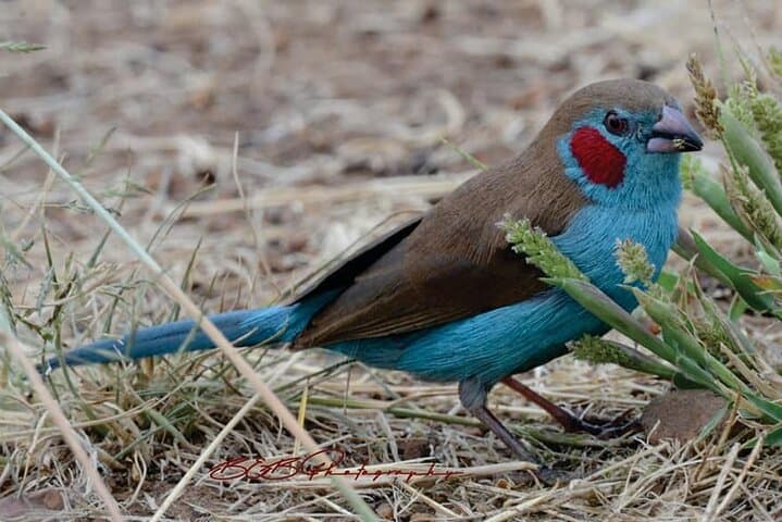 Explore Nairobi National Park: A Half-Day Bird-Watching Adventure Near the City photo 5