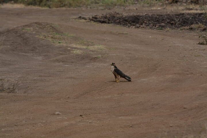 Explore Nairobi National Park: A Half-Day Bird-Watching Adventure Near the City photo 6