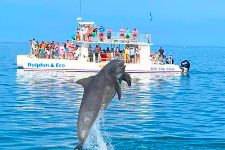 Key West Dolphin and Snorkel Experience: Explore Coral Reefs and Sunset Cruises
