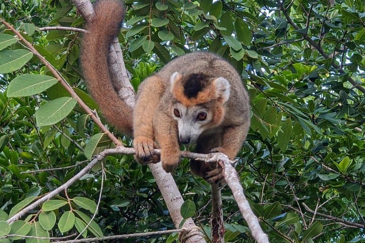 Antsiranana Amber Mountain Full-Day Tour — Rainforest Hikes, Waterfalls & Lemurs photo 2