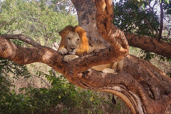 Fathala Wildlife Reserve Safari: Up-Close Wildlife & Guided Lion Walk photo 6