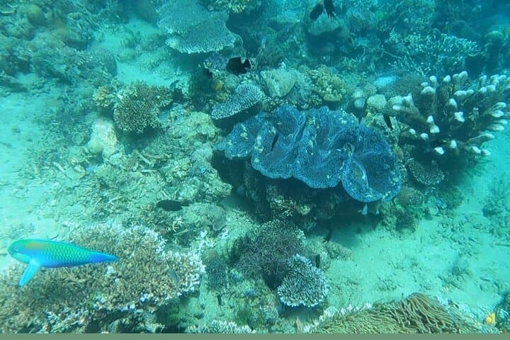 Try Scuba Diving from Makati to Anilao: Full-Day Introductory Dive photo 6