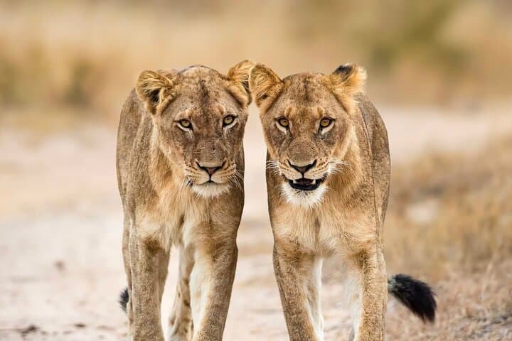 Mikumi National Park: 2-Day Safari from Dar es Salaam photo 4