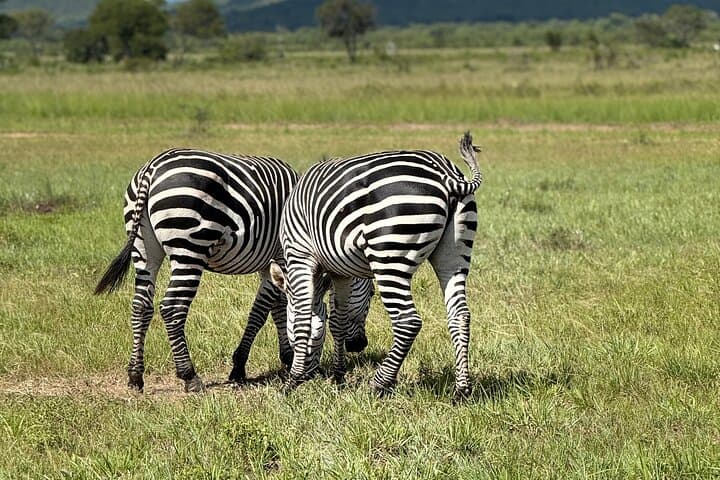 Mikumi National Park: 2-Day Safari from Dar es Salaam photo 5