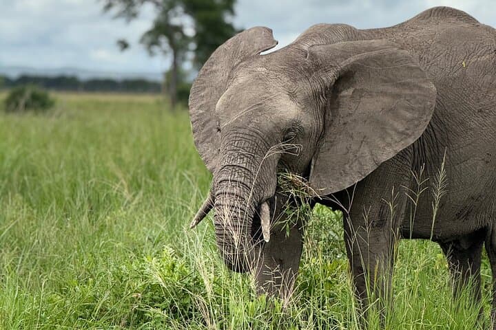 Mikumi National Park: 2-Day Safari from Dar es Salaam photo 6