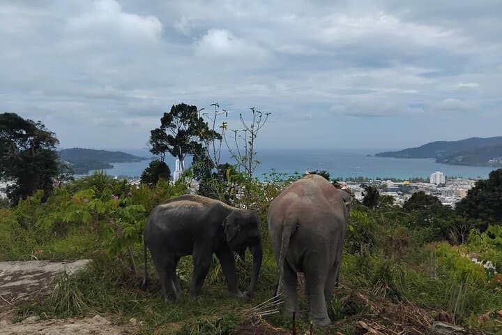 Hands-Off Elephant Sanctuary at Patong Hilltribe Village — Ethical Encounters in Phuket photo 2