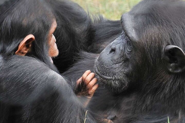 Ol Pejeta Conservancy Day Tour from Nairobi — Rhino & Chimpanzee Safari