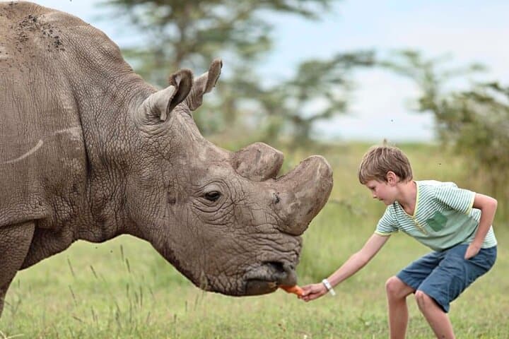 Ol Pejeta Conservancy Day Tour from Nairobi — Rhino & Chimpanzee Safari photo 2