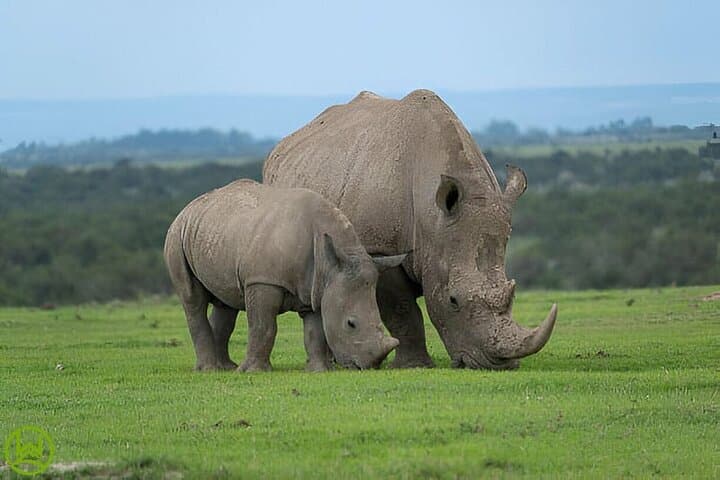 Ol Pejeta Conservancy Day Tour from Nairobi — Rhino & Chimpanzee Safari photo 3
