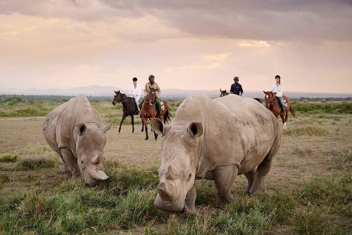 Ol Pejeta Conservancy Day Tour from Nairobi — Rhino & Chimpanzee Safari photo 4