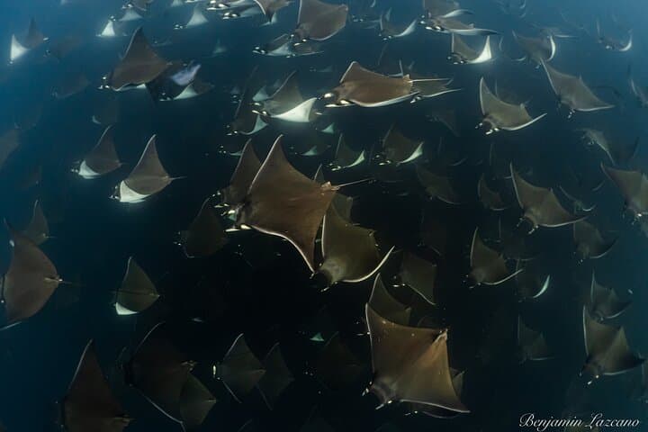 Mobula Ray Snorkel Safari in Cabo San Lucas — Swim With Super Squadrons photo 2
