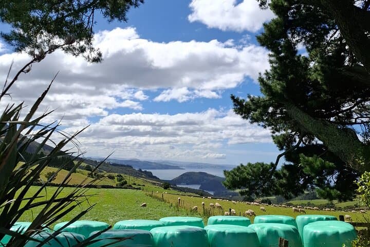 Dunedin & North Otago Scenic Wildlife Tour: Private Day Trip from Dunedin photo 3