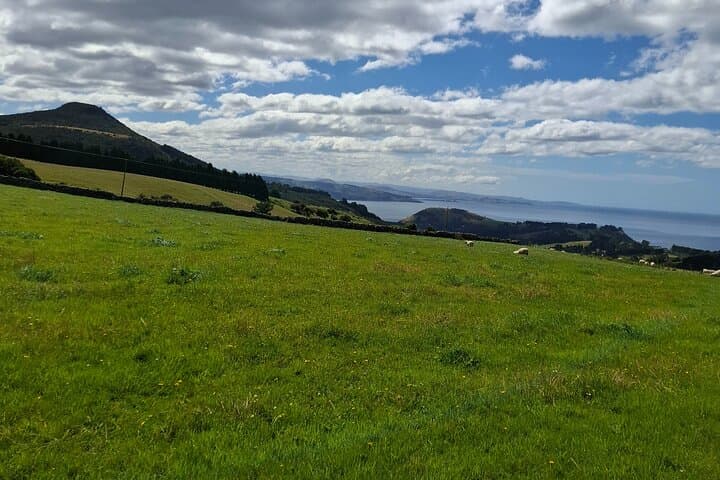 Dunedin & North Otago Scenic Wildlife Tour: Private Day Trip from Dunedin photo 4