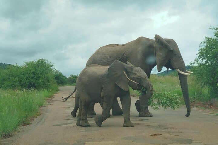 Pilanesberg National Park Open Safari & Sun City Day Tour photo 6