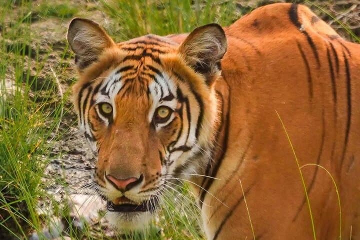 3-Day Chitwan Jungle Safari: Rhino, Tiger & Tharu Culture from Kathmandu photo 2