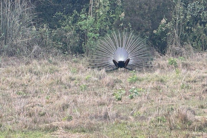 3-Day Chitwan Jungle Safari: Rhino, Tiger & Tharu Culture from Kathmandu photo 3
