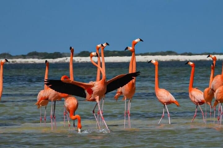 Rio Lagartos Private Boat Tour: Flamingos, Crocs & Mayan Mud Bath