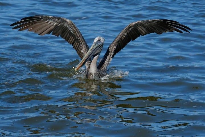 Rio Lagartos Private Boat Tour: Flamingos, Crocs & Mayan Mud Bath photo 4