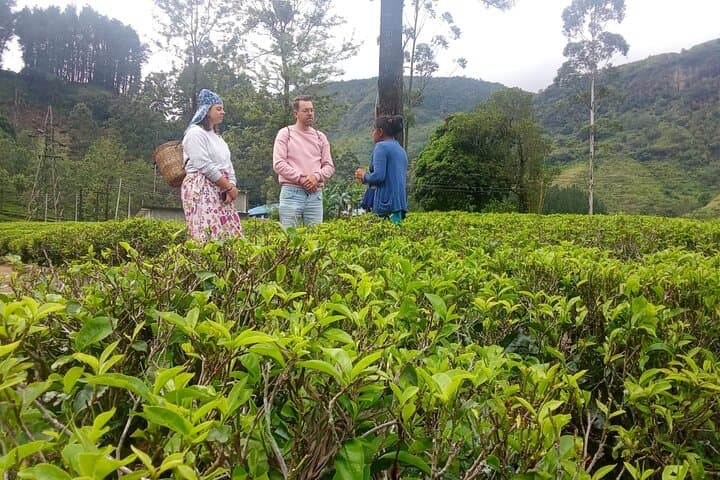 Ella Full-Day Tuk Tour: Nine Arches, Tea Gardens & Waterfalls Guide photo 3