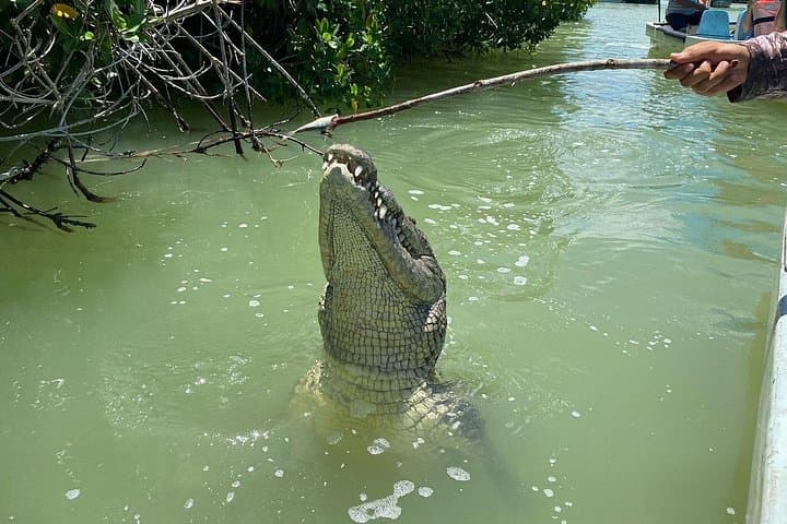 Rio Lagartos Private Boat Tour: Flamingos, Crocs & Mayan Mud Bath photo 3