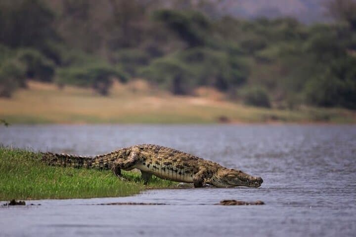 Half-Day Kruger Park Safari from Marloth Park — Big Five Game Drive photo 6