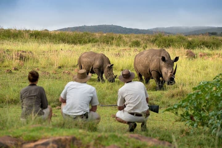 Kruger Walking Safari from Marloth Park — 4-Hour Guided Bush Walk photo 3