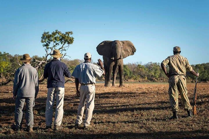 Kruger Walking Safari from Marloth Park — 4-Hour Guided Bush Walk photo 2