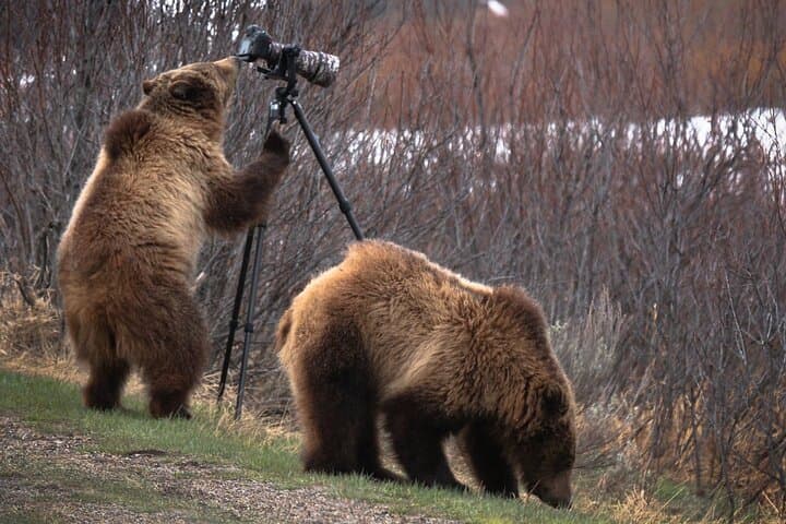 Private Yellowstone Wildlife Tour: Full-Day Guided Wildlife Viewing & Photography