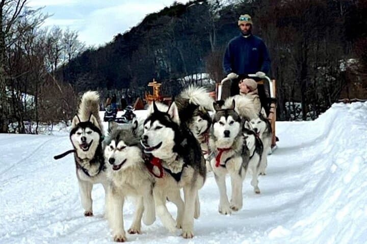 Husky Park White Adventure: Sledge Ride and Snowmobile in Ushuaia