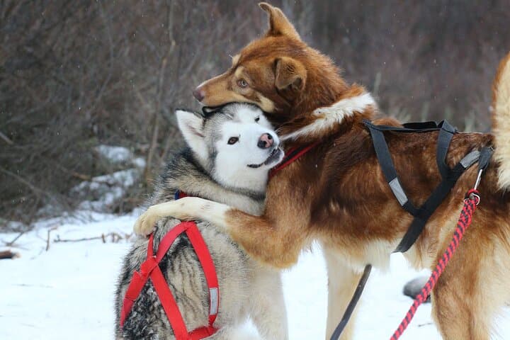 Husky Park White Adventure: Sledge Ride and Snowmobile in Ushuaia photo 4