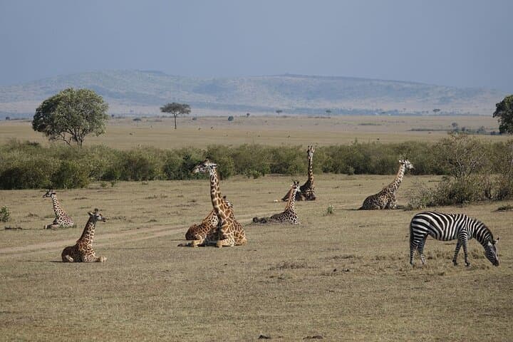 Exploring Nairobi National Park and Cultural Highlights: A Day Tour Adventure photo 2