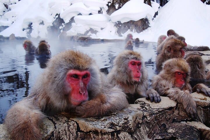 Snow Monkey Park & Shibu Onsen Day Tour — Soba Lunch and Hot Springs in Nagano